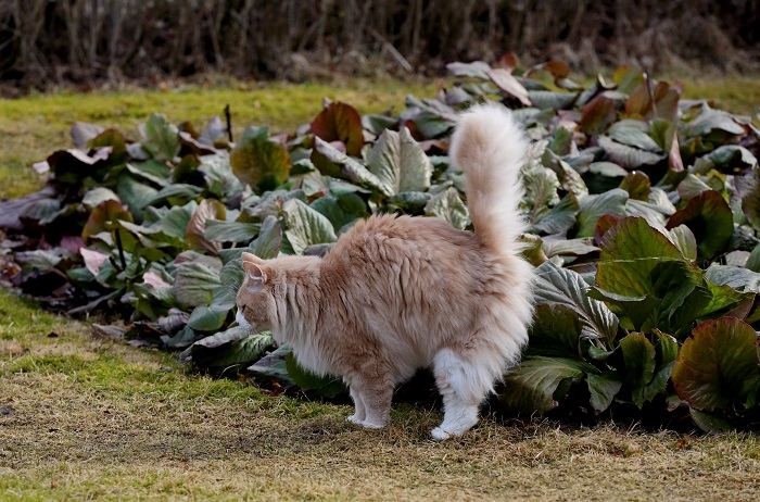 Un gato que exhibe un comportamiento de rociado de orina, un comportamiento felino común de marcación territorial. 