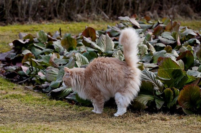 A cat exhibiting spraying behavior, marking its territory with urine, which is a common feline behavior.