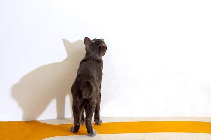 A cat staring intently at a wall or an object.