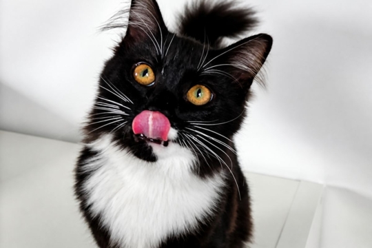 Do Cats Have a Sense of Humor?