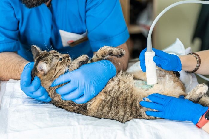 Cat ultrasound at the vet.