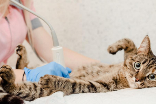 Ultrasound for Cats: Costs & Procedure Explained
