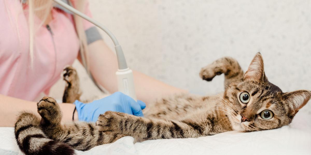 Ultrasound cat at vet.
