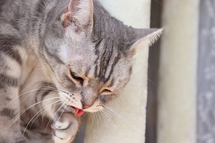 Cat ate 2025 chicken bone