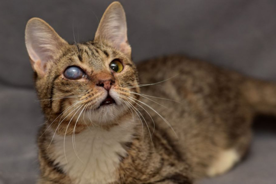Retinal Detachment in Cats: Causes, Treatment and Recovery