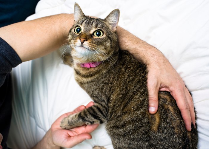 Una imagen inspiradora que muestra a un hombre y un gato compartiendo un momento de alegría.