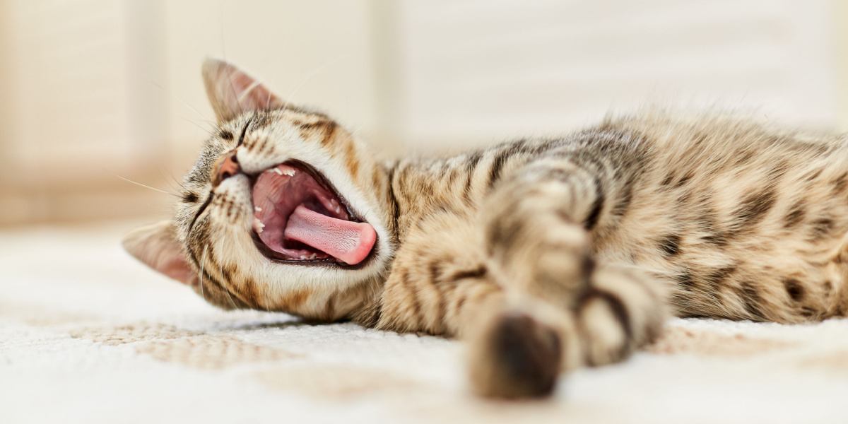 An adorable image of a cat caught in mid-yawn, showcasing its wide-open mouth, extended tongue, and stretched jaws, revealing a classic feline behavior.