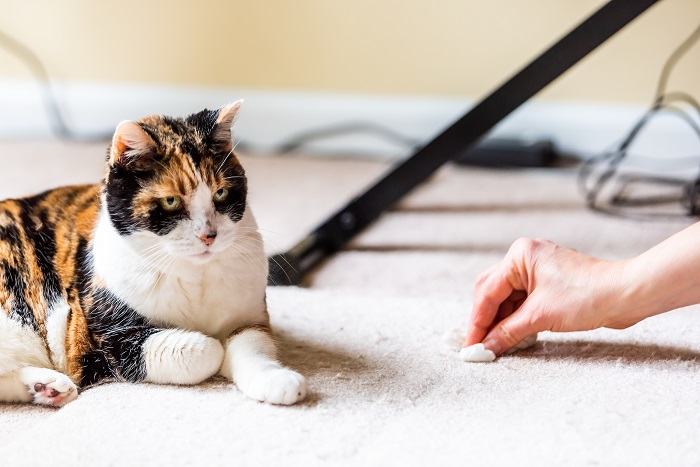 vómito de gato en la alfombra