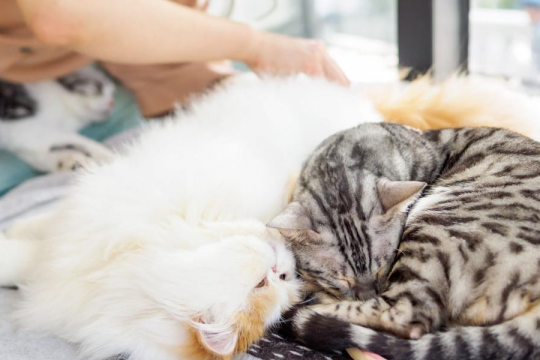 How To Clean a Cat’s Butt In 6 Simple Steps