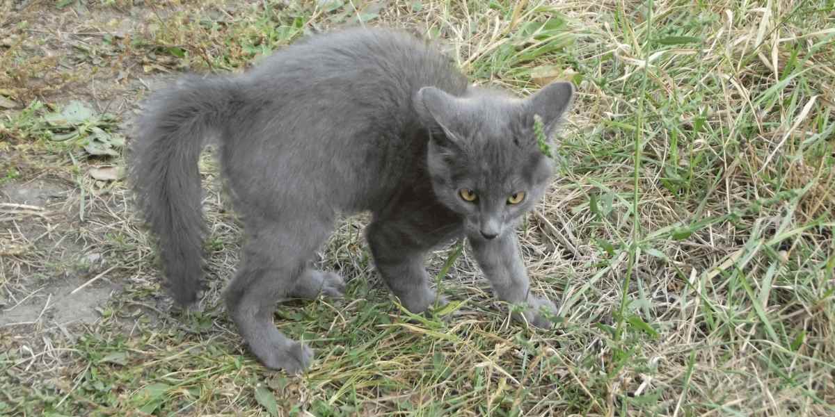 Scared cat icon. Funny gray kitten in fear