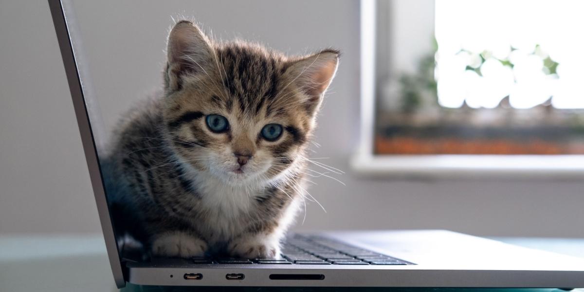 Endearing image of a cute kitten sitting on a laptop, exuding innocence and curiosity while exploring the computer.