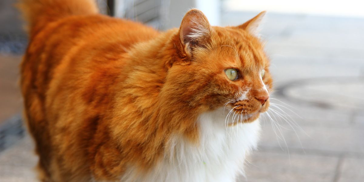 How To Tell If Your Cat Has A Double Coat In 4 Simple Steps - Cats.com