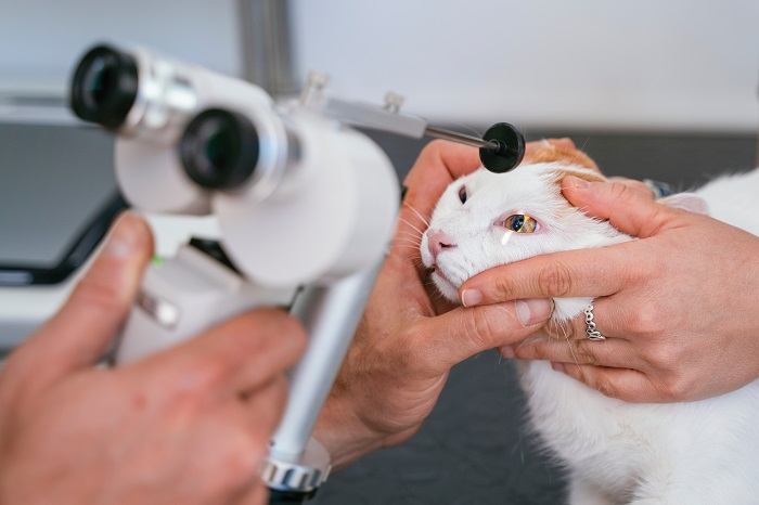 eyelid agenesis in cats