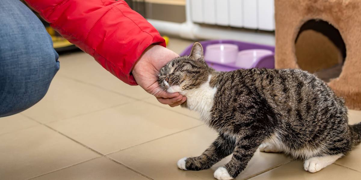 The image portrays a heartwarming scene of a cat engaging in head bunting or head rubbing behavior.