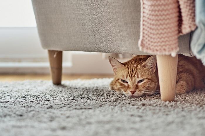 An intriguing image of a hiding cat.