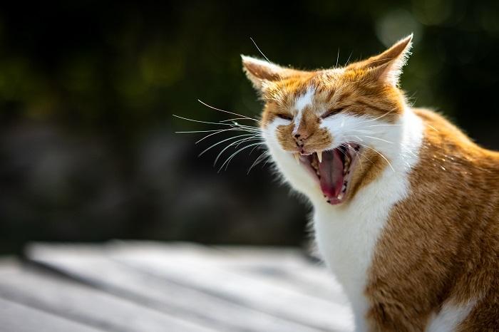 "Image of a hissing cat in a defensive posture.