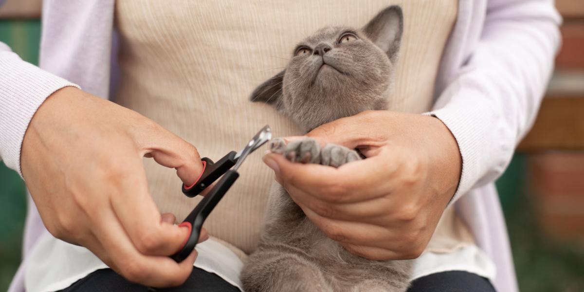 An image illustrating the topic of how often to trim a cat's nails.