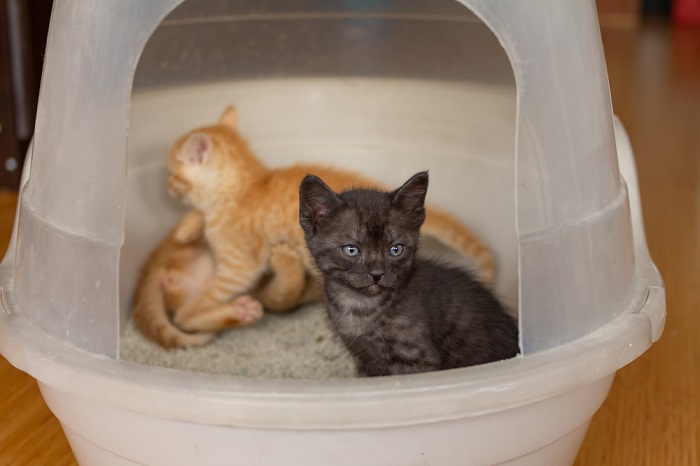 kittens in their litter box