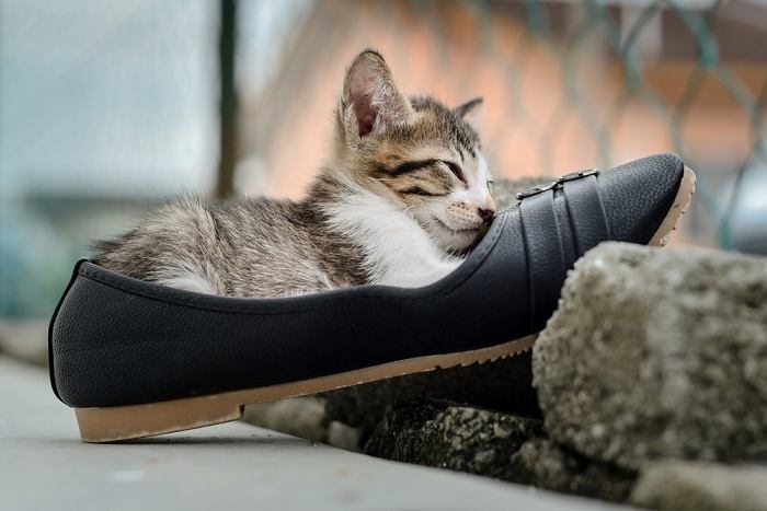 An adorable image capturing a kitten nestled comfortably among a collection of shoes. 