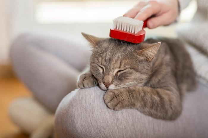 Someone brushing their cat's head