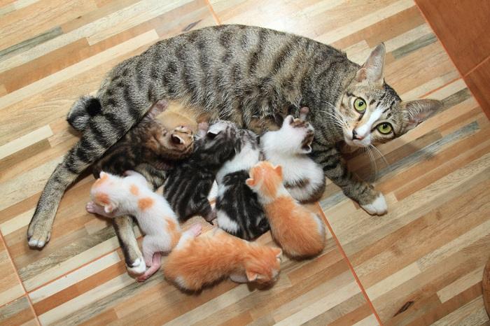 Endearing image of a mother cat and her playful kitten engaged in a delightful interaction.