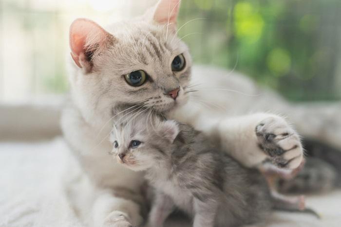 Charming image depicting a mother cat and her contented kitten nestled together in a cozy embrace.