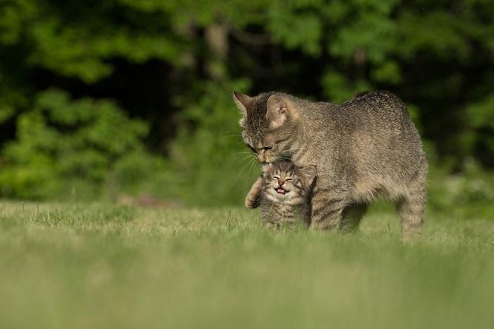 Mother cat with her kitten