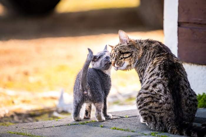 Do mother cats outlet eat their babies