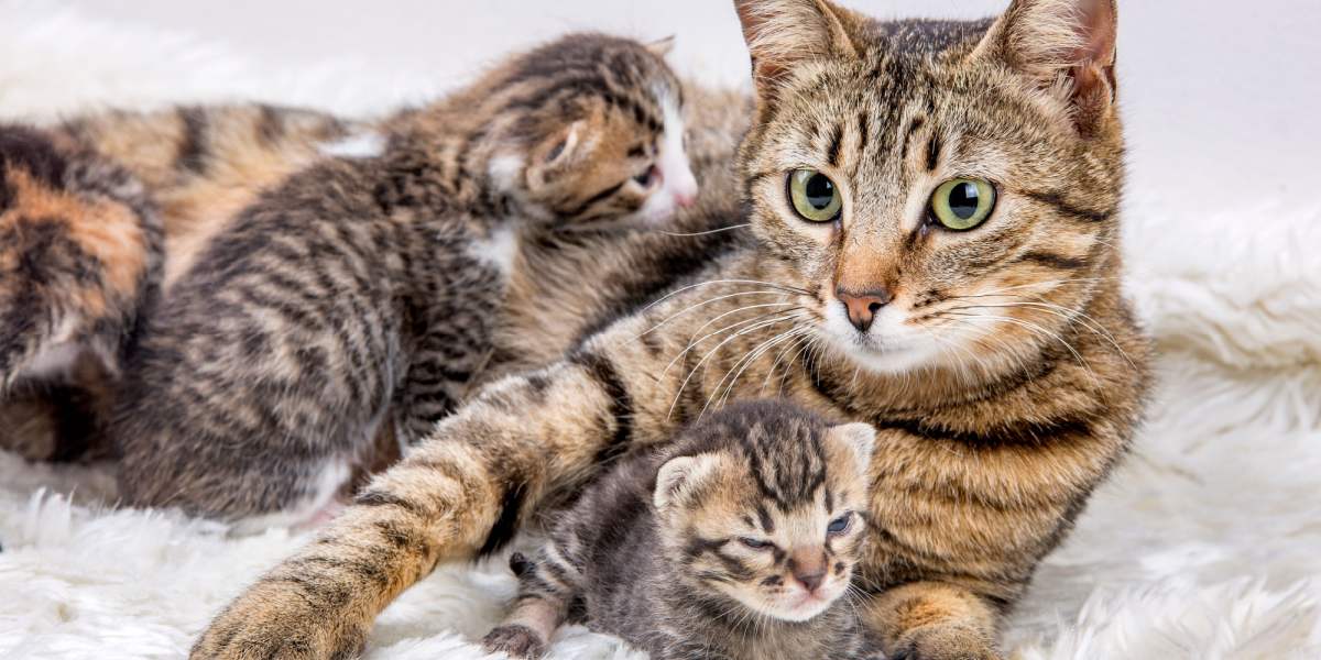 Mother cat best sale loves her kittens