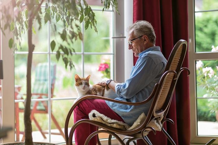 An elderly cat resting on an individual's lap, sharing a tender moment that exemplifies the soothing companionship between cats and their human caregivers.