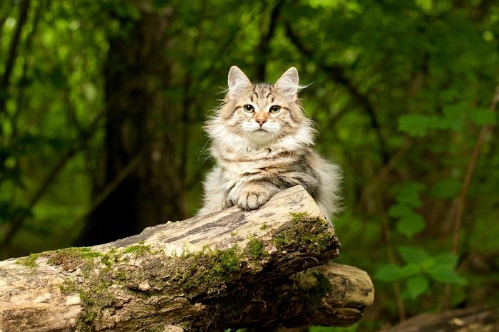 Authentic Siberian cat, displaying the true beauty of this majestic breed in a compressed image