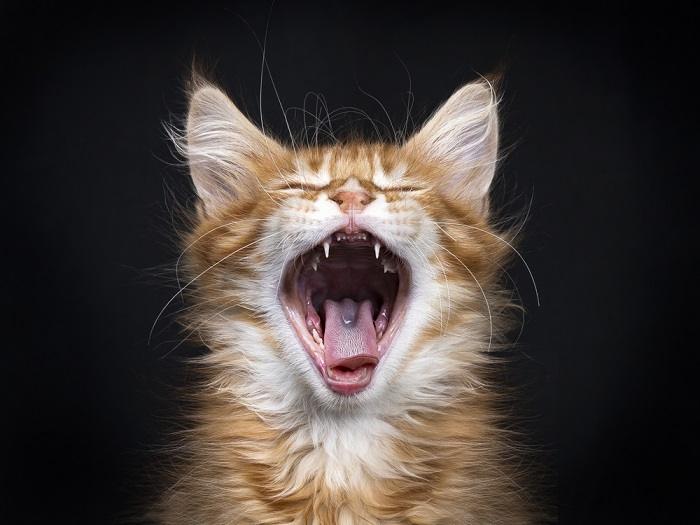 An engaging image of a red tabby cat caught in the midst of a yawn, with its mouth wide open, showcasing its teeth and tongue, capturing a candid moment of feline expression and behavior.