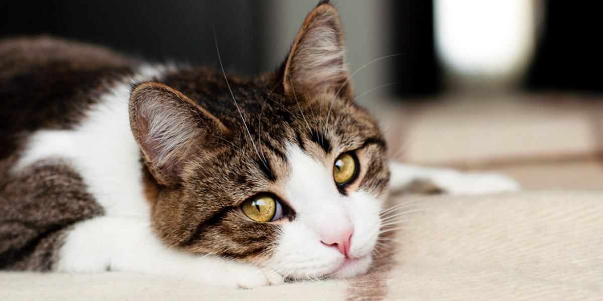 Why Your Cat May Be To Blame For Your Anger Problems