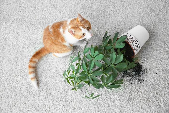 Cat knocked over a potted plant