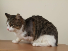 sad looking cat