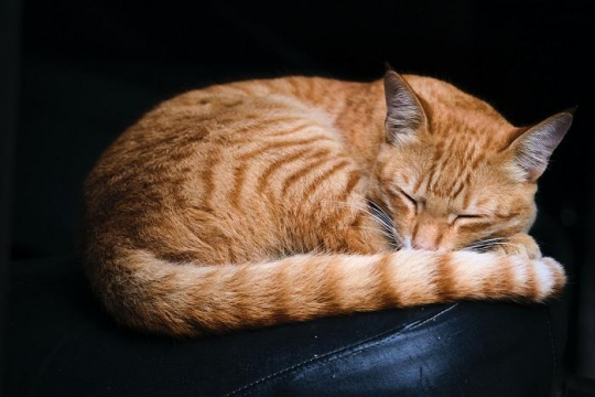 12 Warning Signs Your Cat Is in Pain - Cats.com