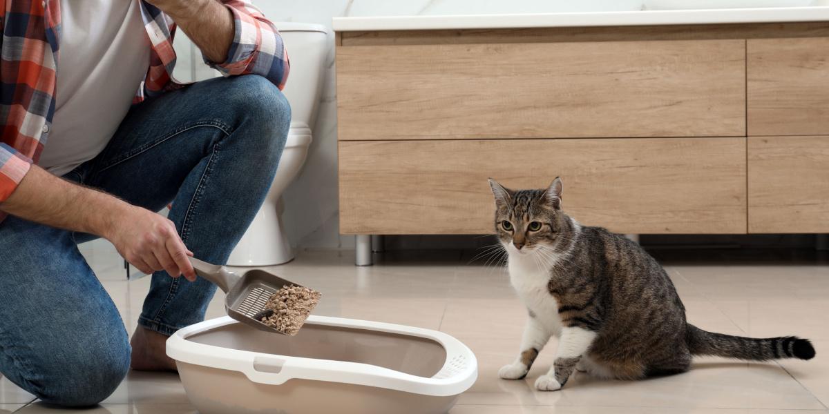 Person scooping a smelly litter box with their cat