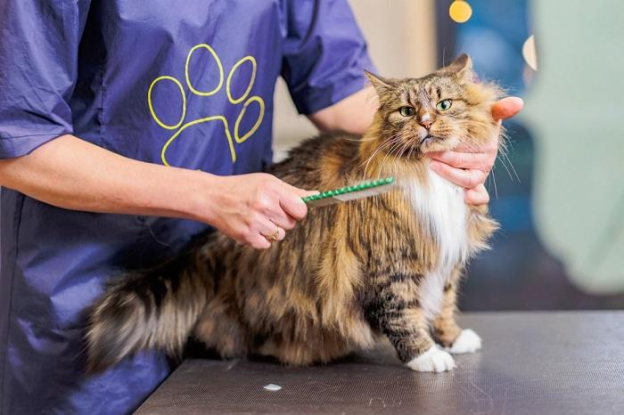 My Cat Is Not Grooming Themself & When To Worry - Cats.com