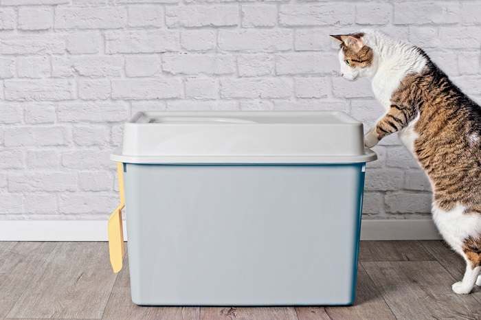 Image featuring a top-entry cat litter box, designed to provide privacy for cats while containing litter mess and offering convenience for both felines and their caregivers.