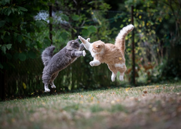 Image of two cats engaged in a playful or mock fight.