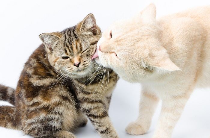 Cats may eat human hair as a form of allogrooming.