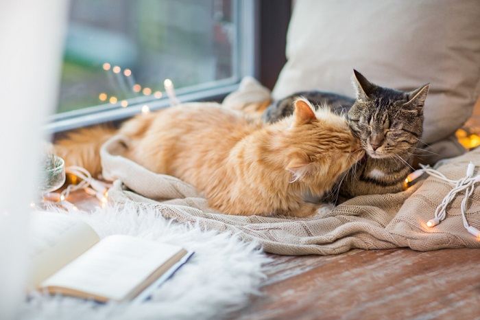 Two cats nestled cozily together under a Christmas-themed blanket