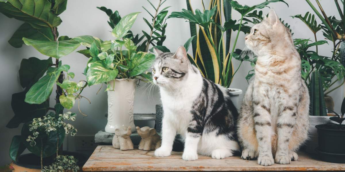 21 flores aptas para gatos que puedes comprar o cultivar