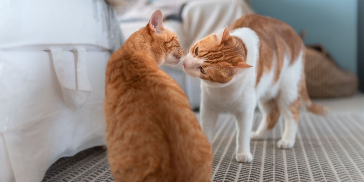 An image portraying two cats engaging in a sniffing interaction, a common behavior among cats to explore scents and establish social bonds through olfactory communication.