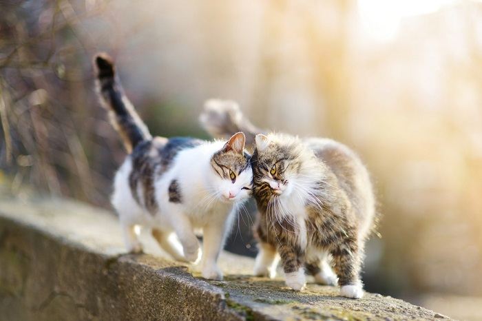 Two cats walking gracefully, side by side.