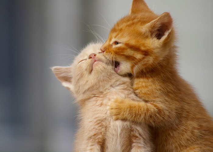 Image of two kittens playing together.