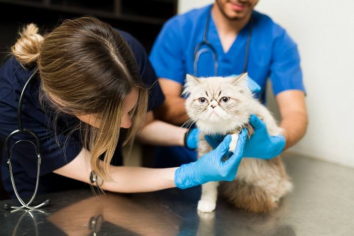 Snub nosed cat being checked at vet