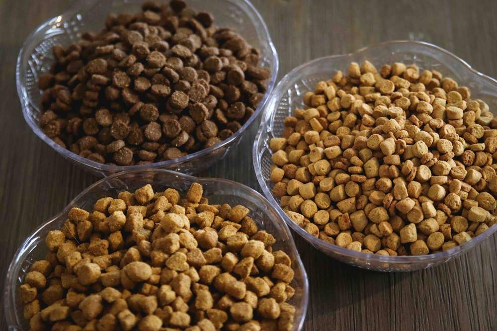 Closeup Kibble 7 Best British Shorthair