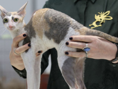 An elegant photo of a Cornish Rex cat, known for its distinctive curly coat, slender body, and large ears, capturing the unique and captivating appearance of this particular feline breed.