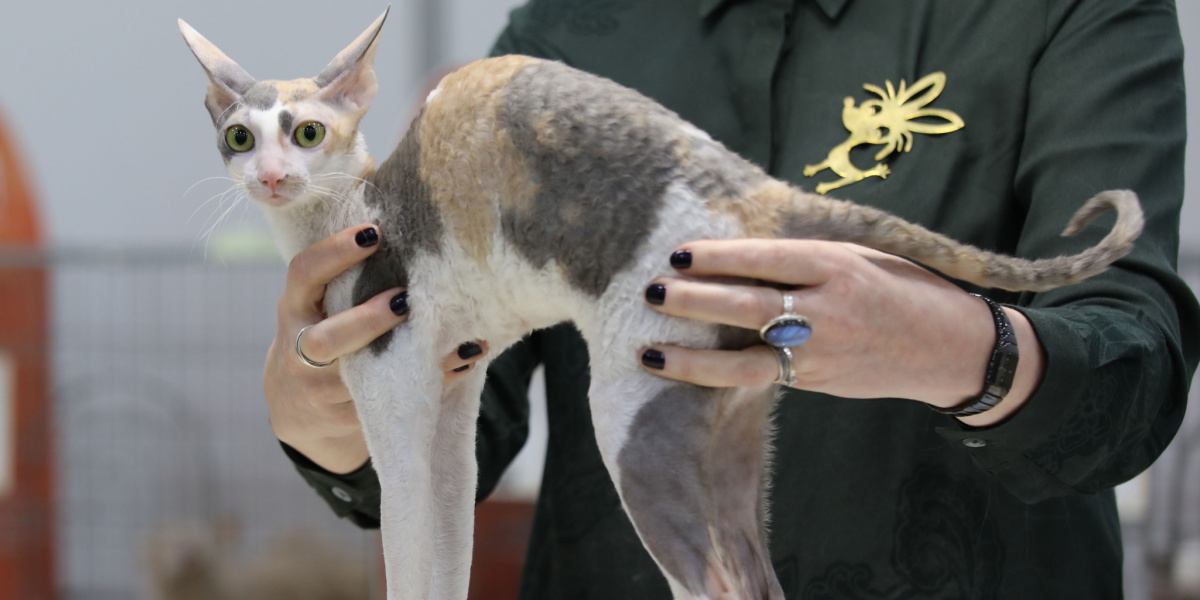 An elegant photo of a Cornish Rex cat, known for its distinctive curly coat, slender body, and large ears, capturing the unique and captivating appearance of this particular feline breed.